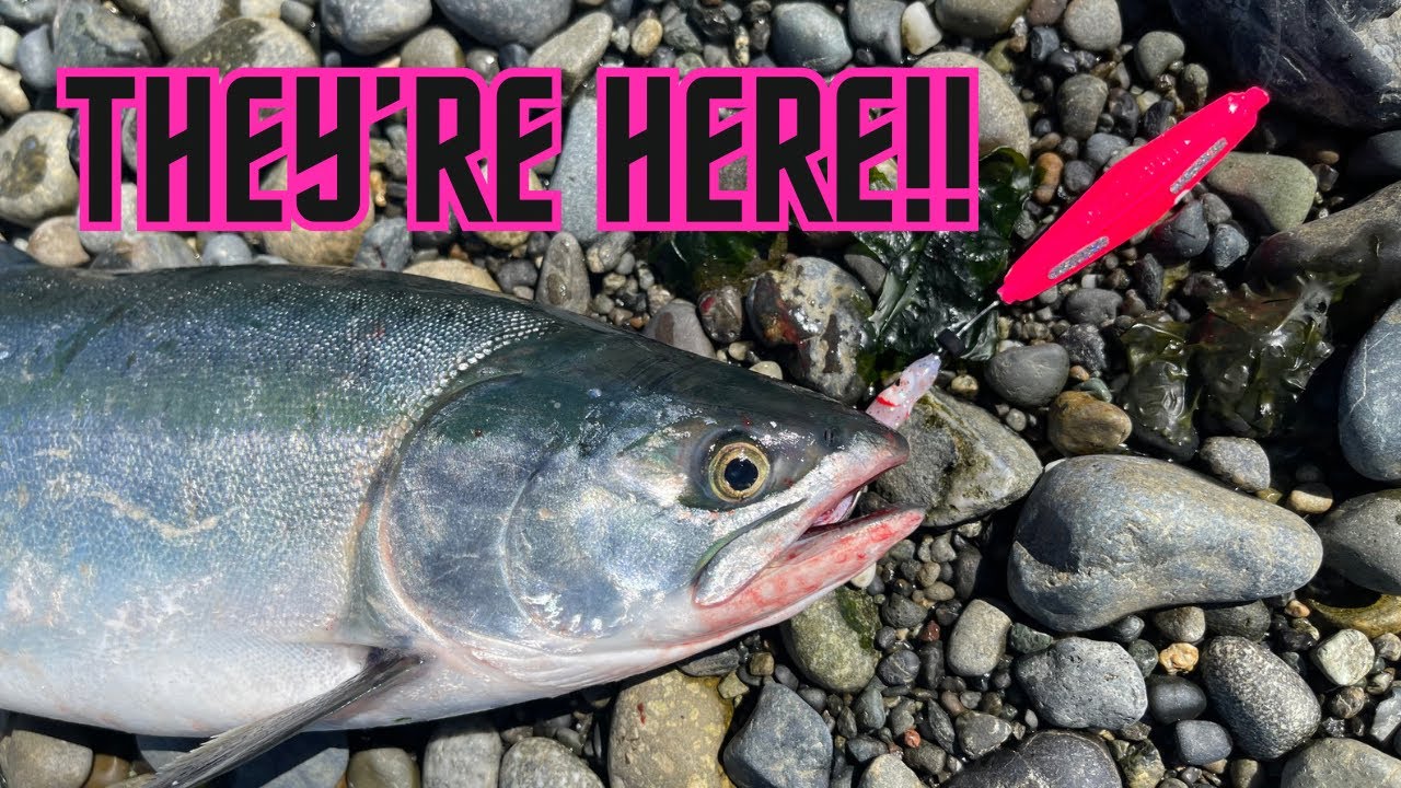 Pink Salmon Fishing First Catch of 2023 YouTube
