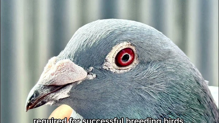 The only way #racing pigeon #pigeonracing  #reels