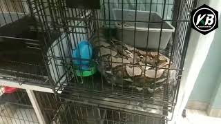 Ular Phyton Telan Kucing Peliharaan