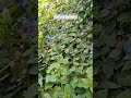 Ceratostigma "Forest Blue" #gardenplants #blueflower #flowers #plants #nature