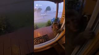 Heart Stopping Footage Monkey Screams For Help As Tornado Approaches