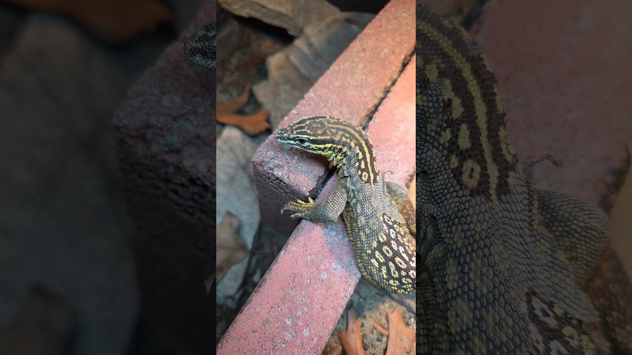 Самец Аки демонстрирует суперяркие цвета под навесом