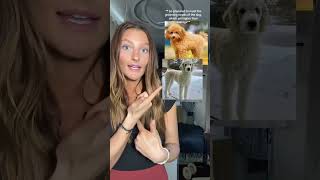 Famous All dogs deserve loving homes, but all dog owners Profile