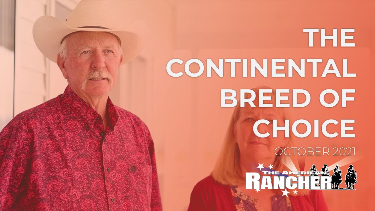 The Continental Breed of Choice | The American Rancher