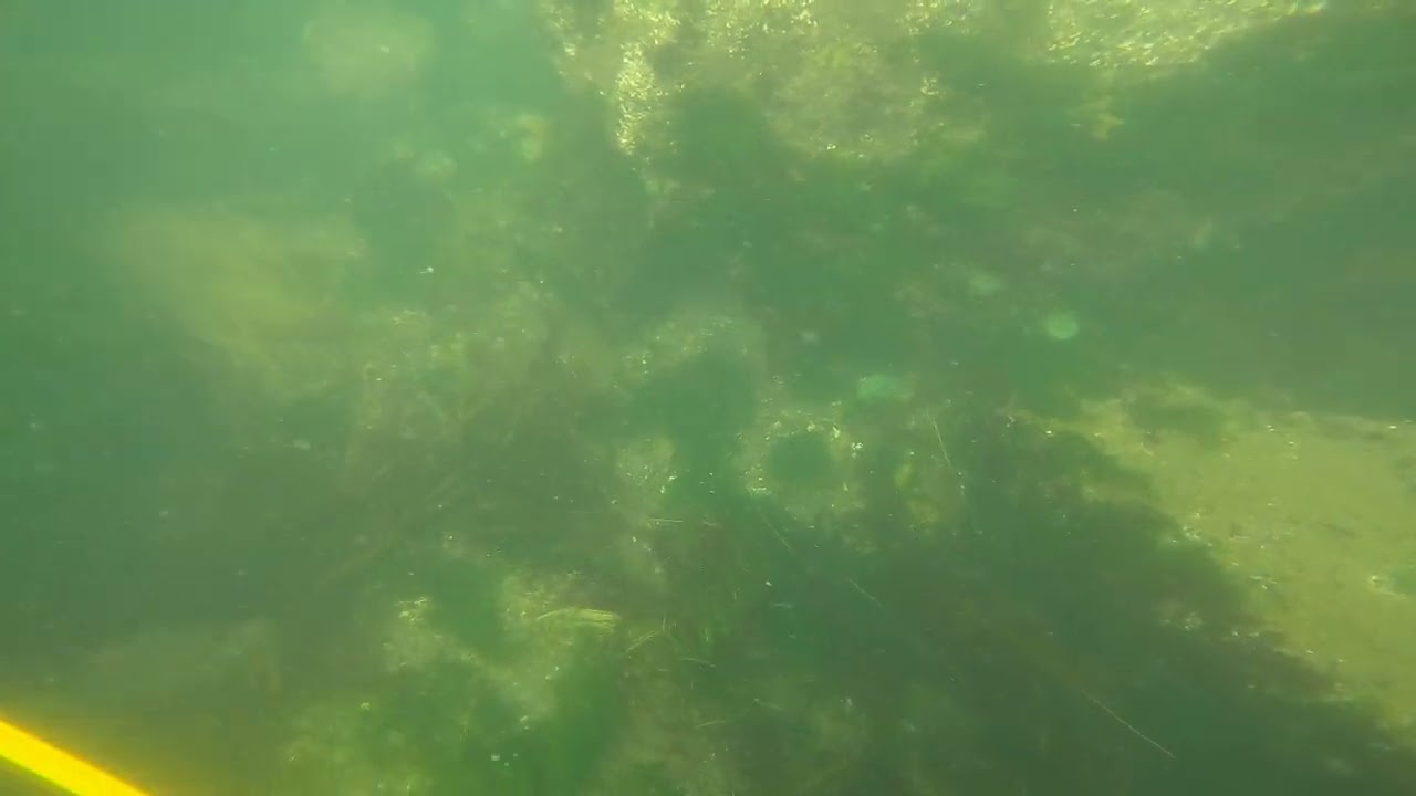 Speared a stripped perch