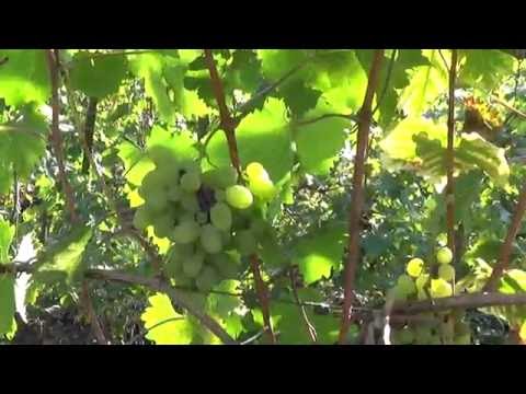 ВИНОГРАД 2015 - наша поездка в виноградный питомник (500 сортов garden grapes)