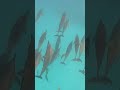 Join a Pod of Dolphins in the Maldives