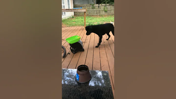 #shorts  Playful Pup is Faster Than Fetch Machine