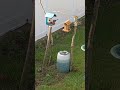 #bluejay #everythingnature #backyardwildlife #birdfeeder #birdwatching #birds #birdingparadise