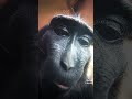 Monkey edit (funny)