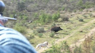 Diana Campo: Spanish Monteria (Driven Big Game Hunting)