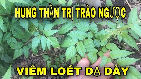 Vĩnh biệt trị trào ngược dạ dày đau dạ dày bằng cây chè dây.