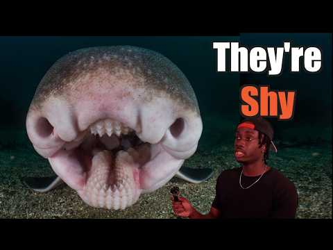 Why You Never Look This Shark in the Eyes