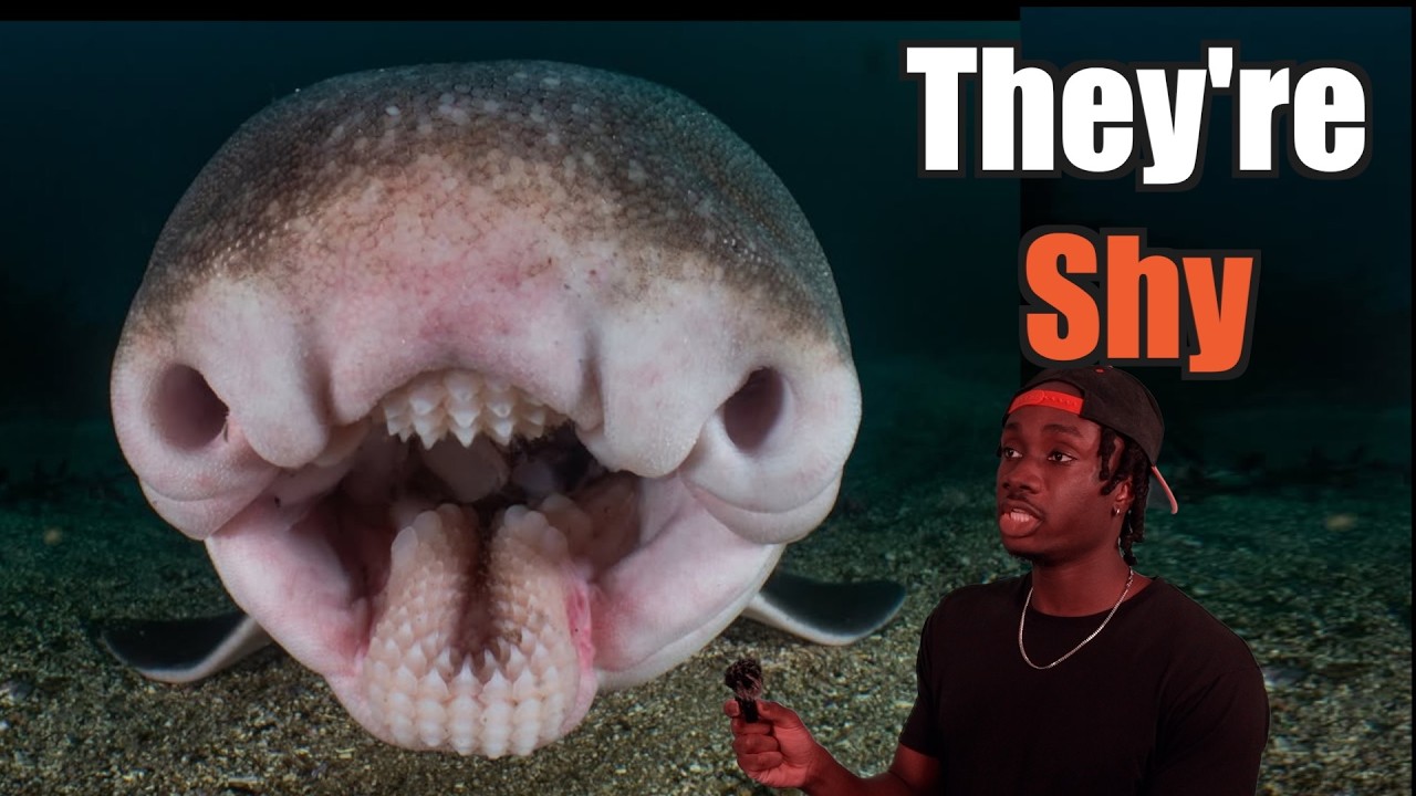 The Sharks Hollywood Made You Forget