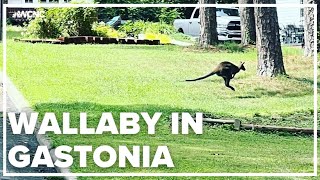 Wallaby hops around Gastonia neighborhood