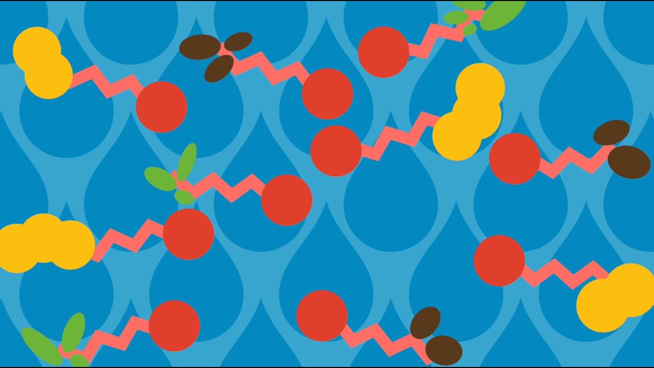 Hand washing. How do soap and water clean your hands?