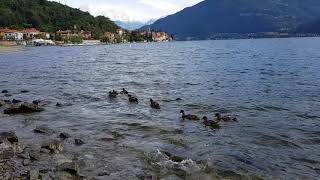 Duck Of Rezzonico Italy