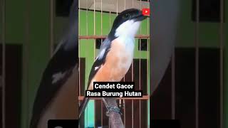 Burung Cendet Gacor Nih burungkicau kicaumania cendet masteranburung