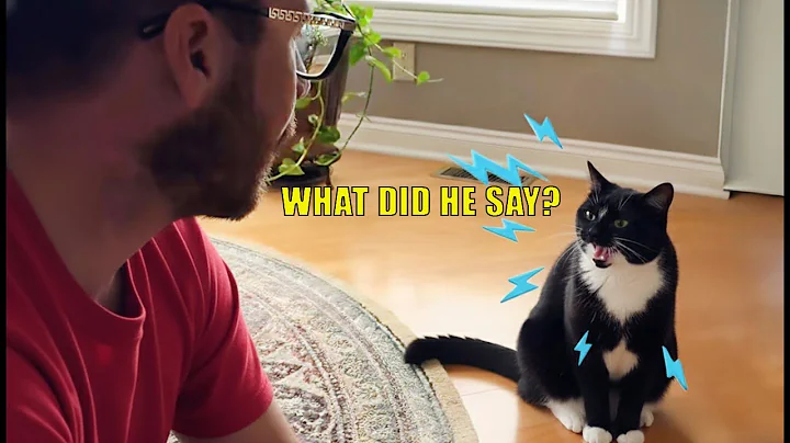 Video 11800291: best funny cats dogs