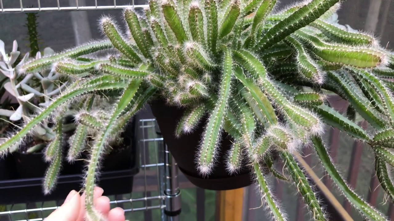 Quick Succulent Tip Ants and Succulents YouTube