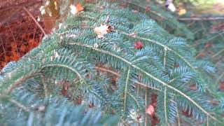 Abies cephalonica  jedle řecká