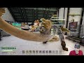 ICARUS then Soulmask raptor breeding exploration base ICARUS then Soulmask raptor breeding exploration base