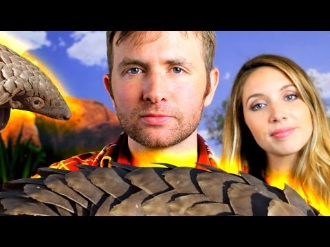 Video Save the Pangolin [Official Music Video]