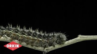 Bug Wisdom - Caterpillar - Orkin Pest Control