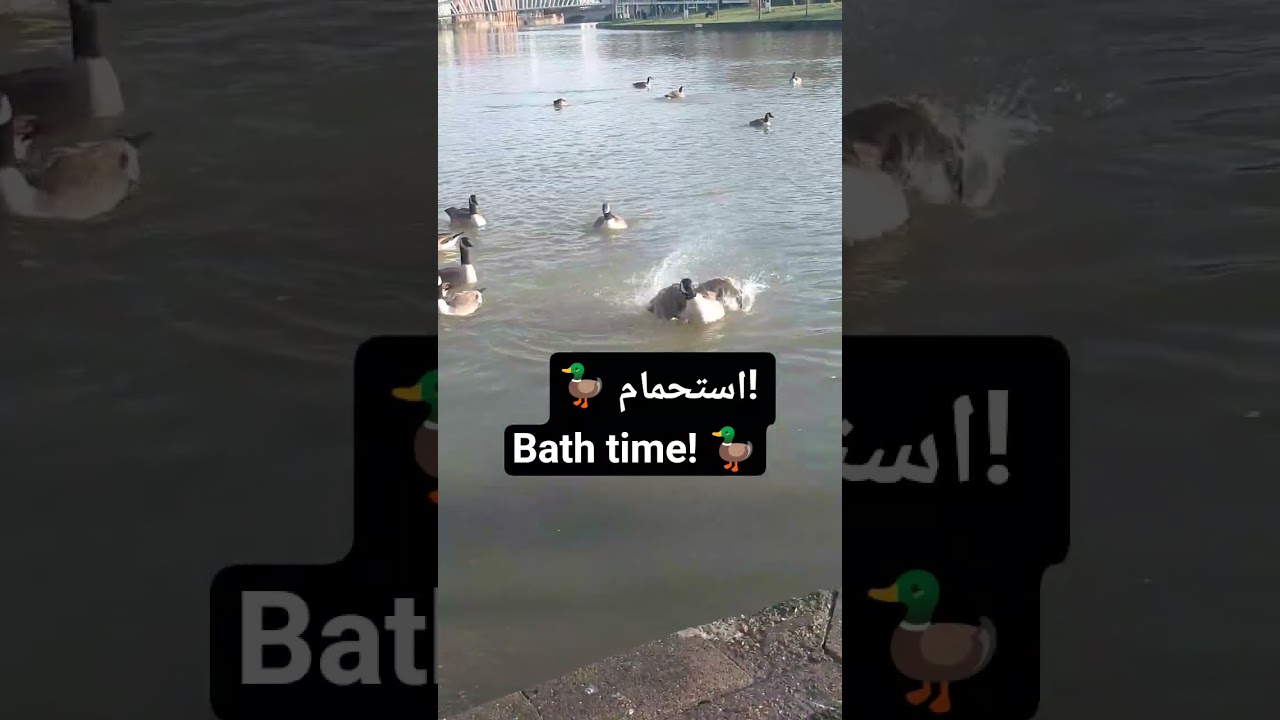 🦆 بط يستحمى ويغوص في النهر!🦆 Duck bathes & dives in river!