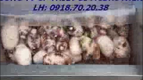 Máy rửa củ quả, máy rửa khoai lang, khoai môn chà vỏ LH: 0918.70.20.38