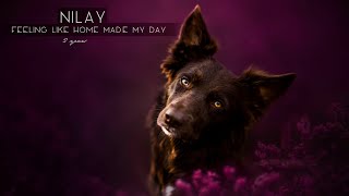 Nilay - 2 Years [Border Collie] by SprotteLissy 1,678 views 11 months ago 2 minutes, 24 seconds