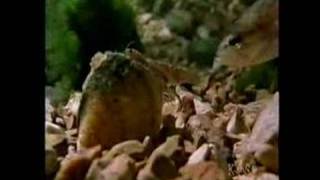 Baitfisher Mollusk
