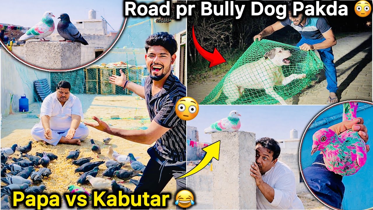 Papa ne Colorfull Kabutar Pakad Liya 🤑 || Plot Pr Suprise Mila 🕊️ 