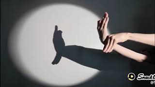 Diy Make Shadow Of Pigeon
