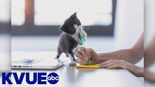 Declawing cats now banned in Austin | KVUE