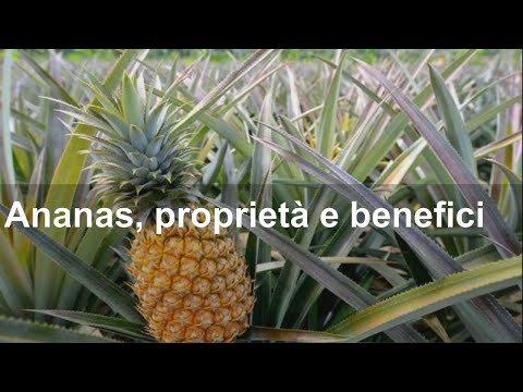 Video: Quali sono i vantaggi dell'ananas?