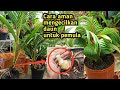 part1 | CARA MENGECILKAN DAUN BONSAI KELAPA DENGAN CARA PRUNING BAGI PEMULA