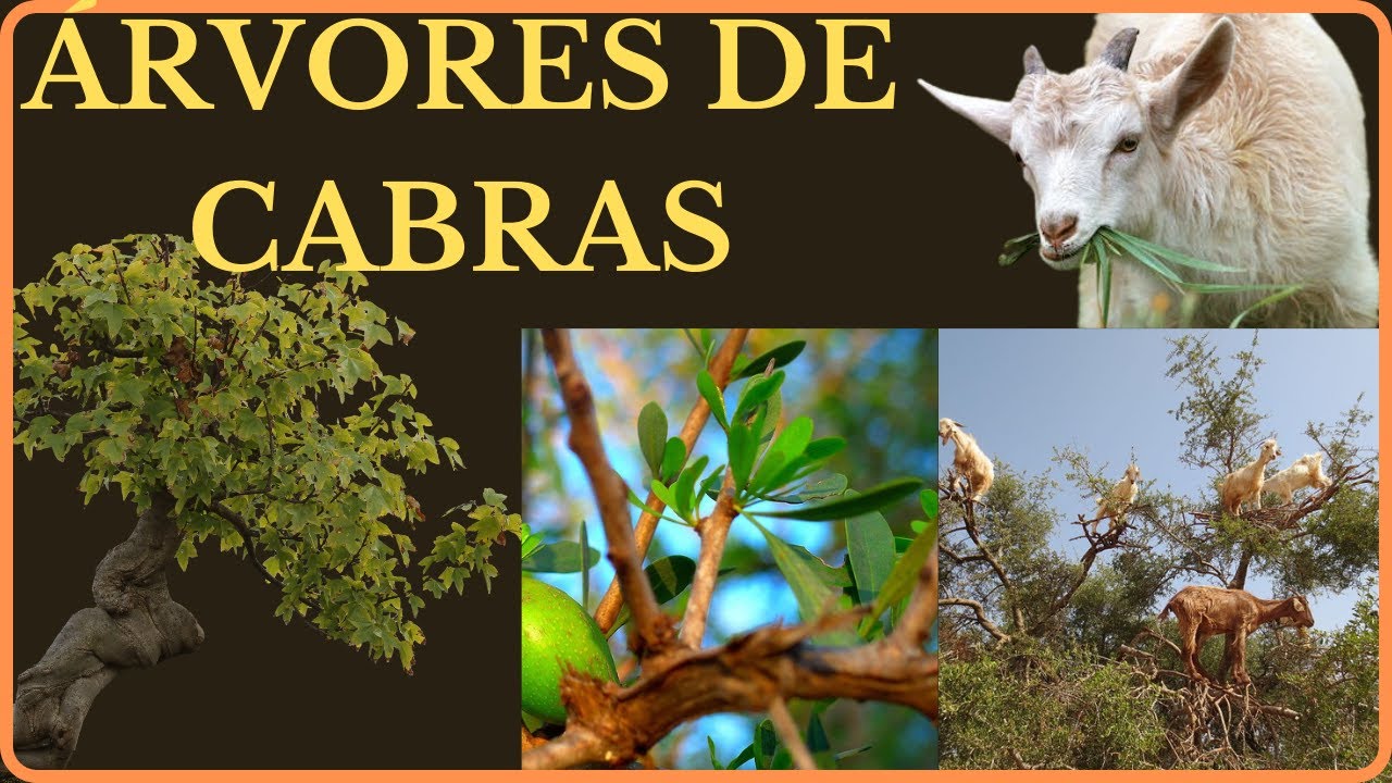 "As incríveis árvores de cabras no Marrocos: Um espetáculo da natureza."