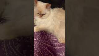 Dear problem 😒 #youtube #cat #youtubevideos