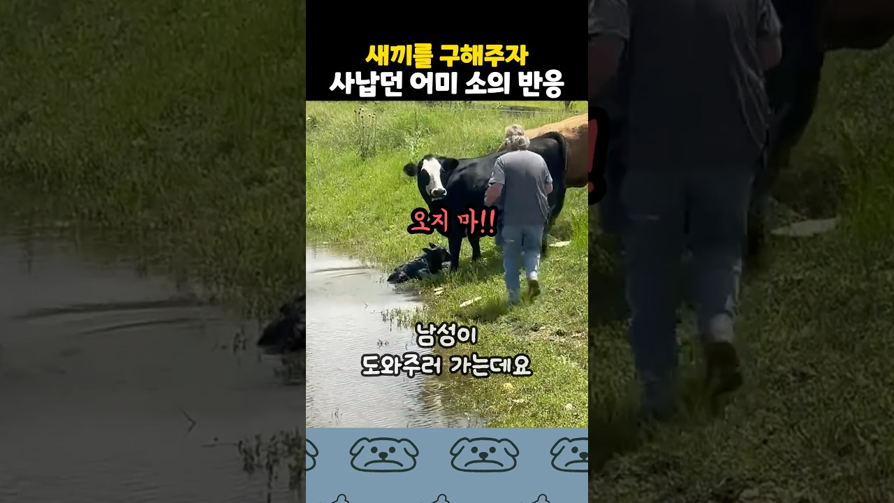 새끼를 구해주자 사납던 어미 소의 변화