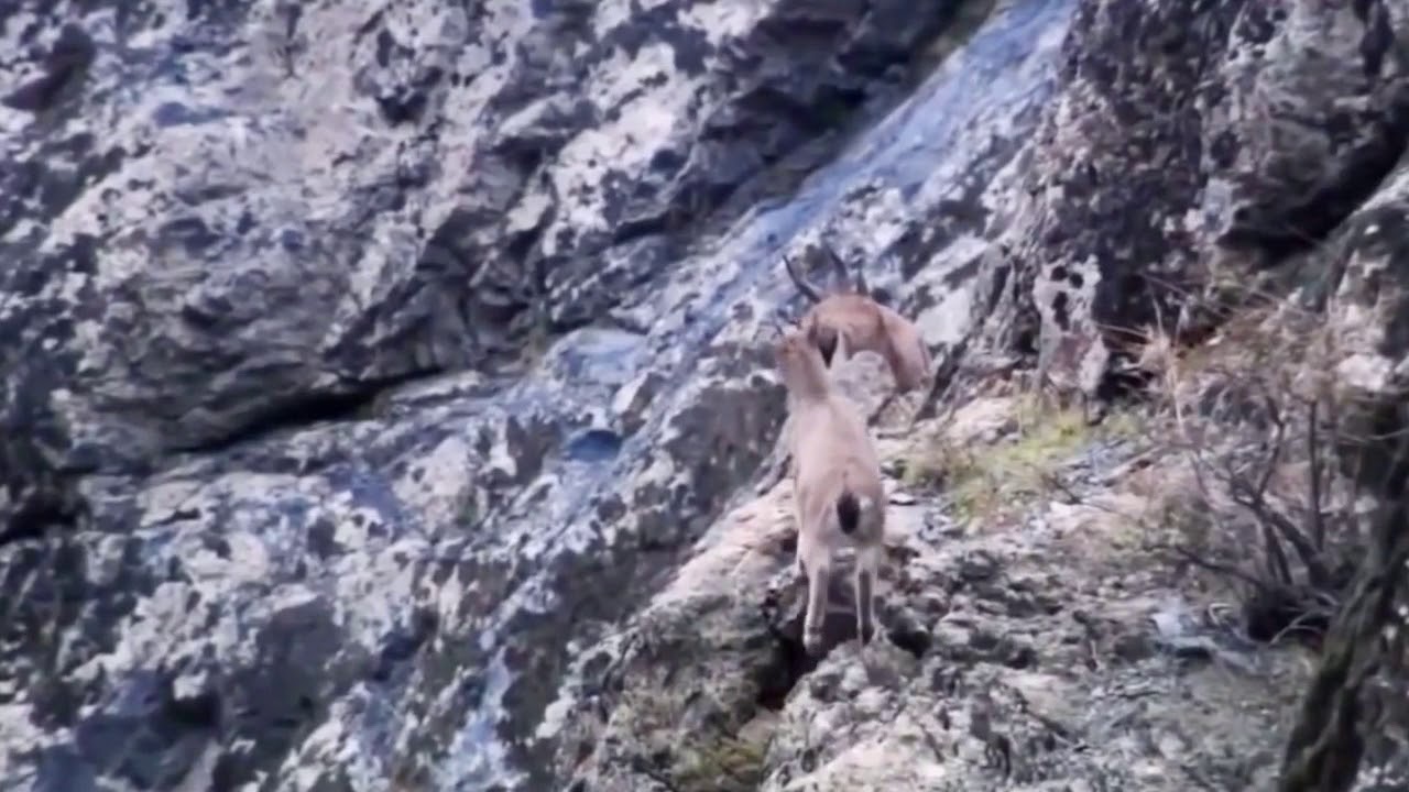 Snow Leopard's Amazing Hunting Skills - Snow Leopard hunting Goat, Yak On The Himalayan Mountain