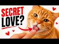 The Real Reason Your Cat Licks You — Most Owners Have No Idea