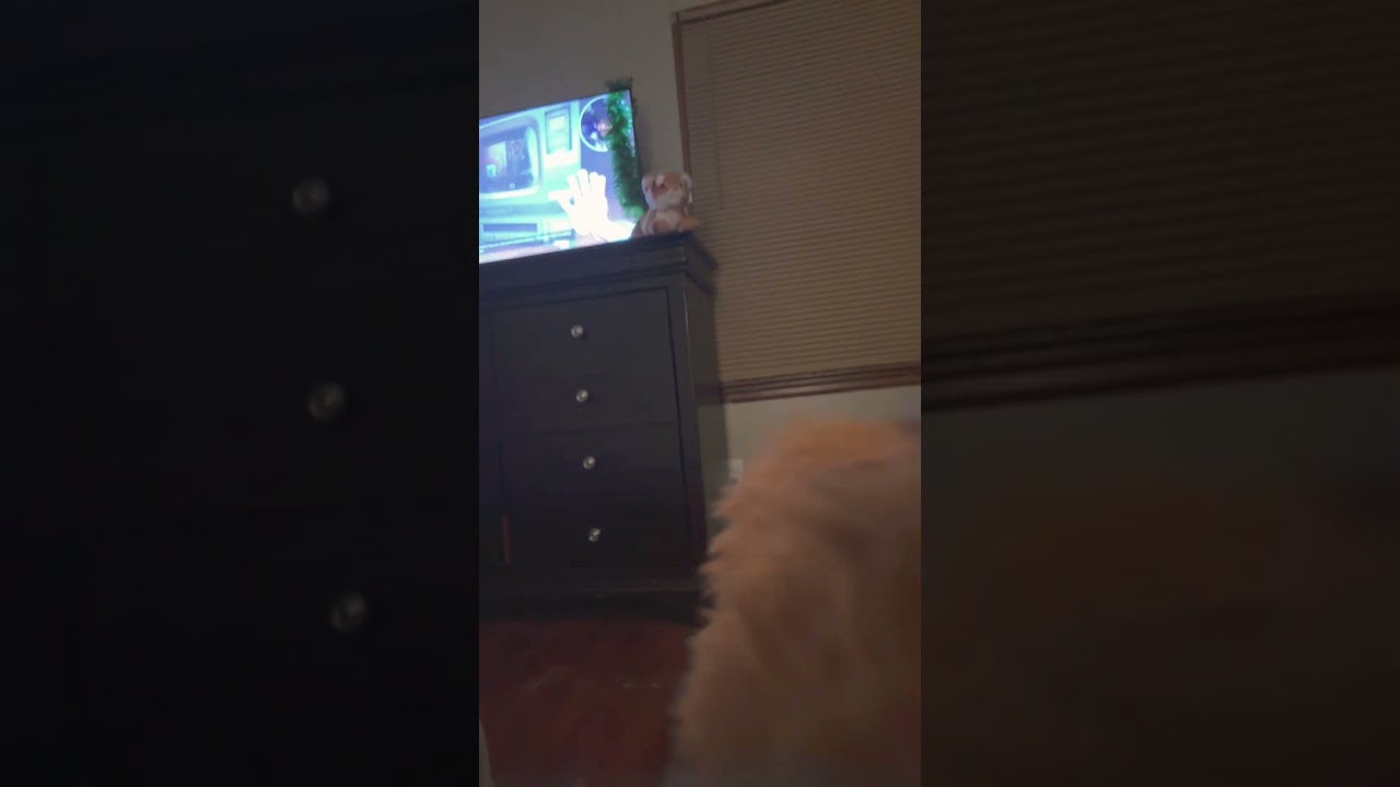 How did he get up there🤨