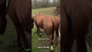 Young horse Leo got a little fright at the end! #horse #equestrian #gopro #horseriding #dog