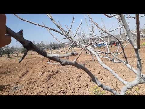 Video: Hangi Yeşil Gübre Sonbaharda Ekmek Daha Iyidir: Incelemeler Ve Videolarla Bir Inceleme