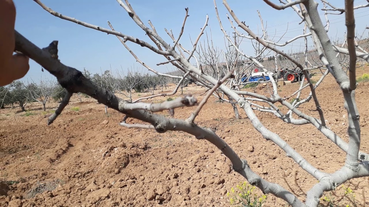 Antepfıstığında Uyanma Öncesi İlk Gübreleme
