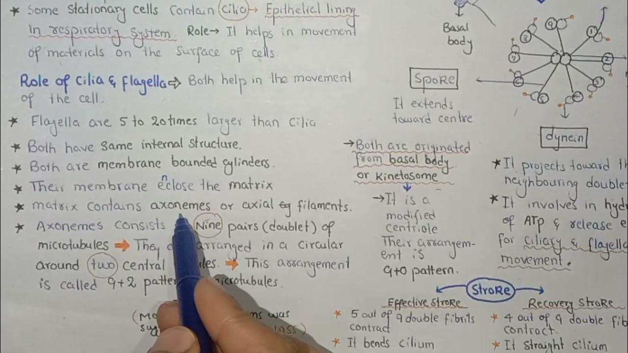 Cilia And Flagella Structure And Functions In Urdu Hindi YouTube