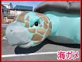 ABI-tech Inflatable Orignar / sea turtle 海ガメ #イベントツール #イベント企画 #巨大バルーン #子供イベント#Inflatable #turtle
