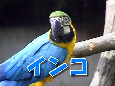 ゆかいなどうぶつたち　そらのおともだち「インコ」