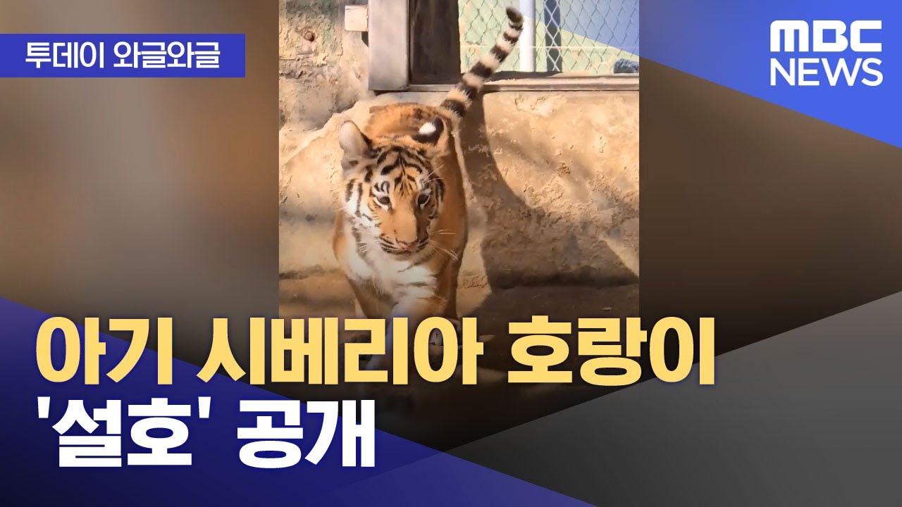 [와글와글] 아기 시베리아 호랑이 '설호' 공개 (2025.11.12/뉴스투데이/MBC)